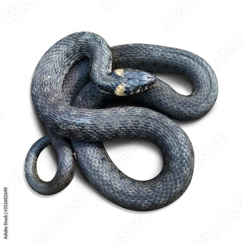 snake on isolated white background