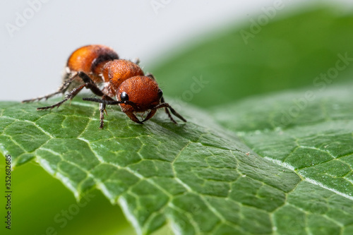 Red Velvet Ant (Dasymutilla occidentalis)