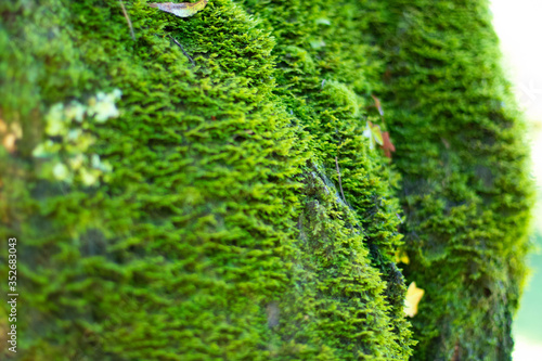 forest moss