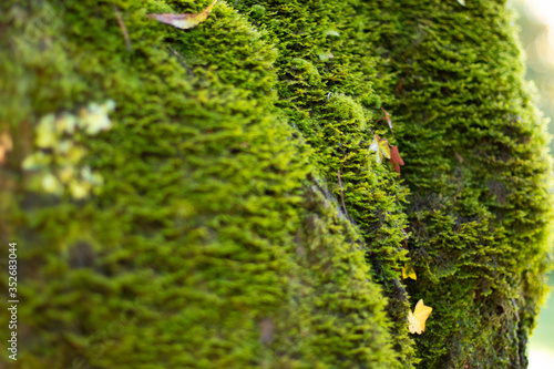 forest moss
