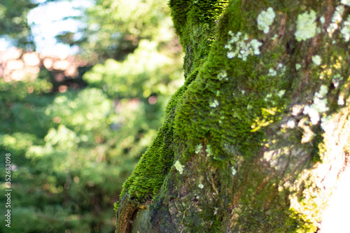 forest moss