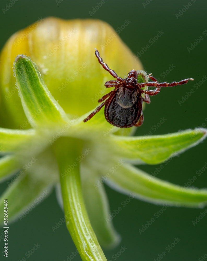 American Dog Tick (Dermacentor variabilis) American Dog Tick (Dermacentor variabilis)