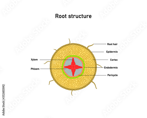 Root structure,cross sections of plants. Vector diagram photo