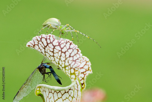 Green Lynx Spider (Peucetia viridans) on Pitcher Plant (Sarracenia sp.) with dragonfly meal photo