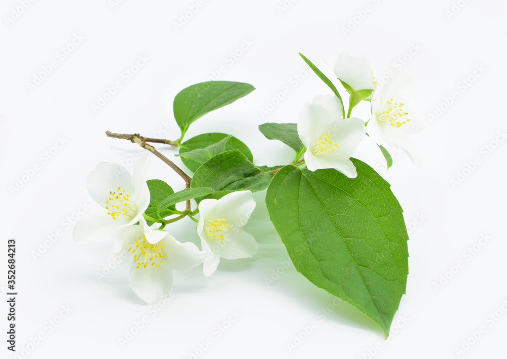 Fototapeta premium Blooming jasmine twig with green leaves and white flowers isolated on white background.