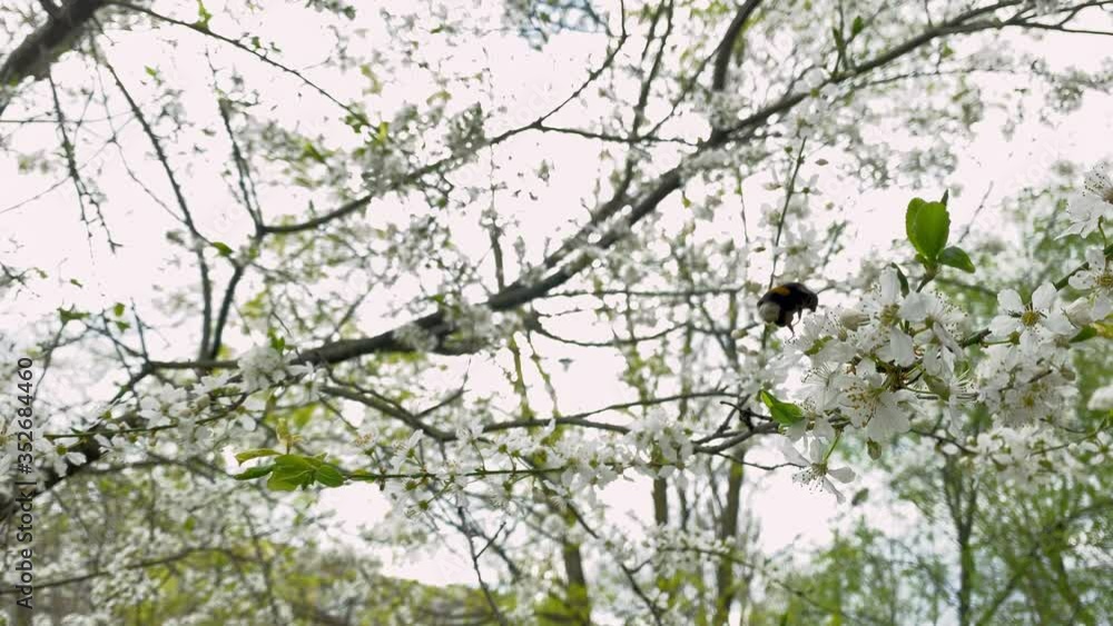 on a branch that bloomed with white flowers, a large bumblebee flies from one flower to another on a branch that bloomed with white flowers, a large bumblebee flies from one flower to another