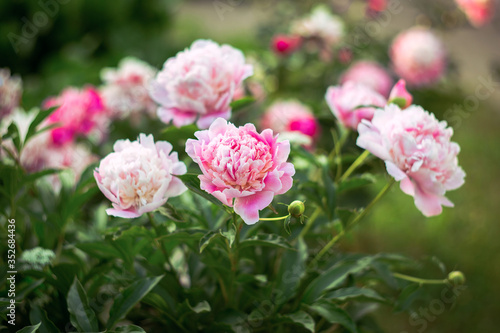 A beautiful peony bush. Floral background. Delicate pink flowers in the sunlight. Lush flowers on a green background
