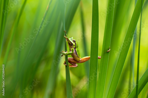 Vászonkép Hyla arborea jumping from a green reed leaf to another