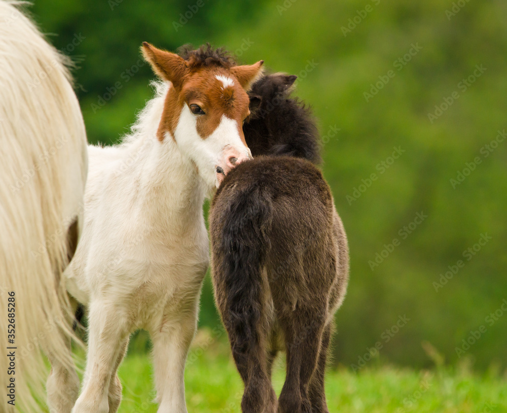 A black foal and a skewbald foal are playing together and are grooming together, social interaction between cute young horses A black foal and a skewbald foal are playing together and are grooming together, social interaction between cute young horses