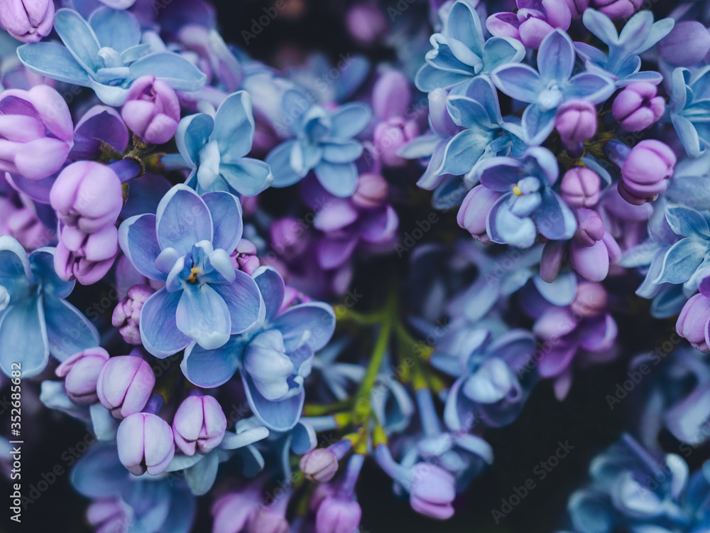 In full bloom Lilac flowers Lilac in evening light Close-up photo with copy space In full bloom Lilac flowers Lilac in evening light Close-up photo with copy space