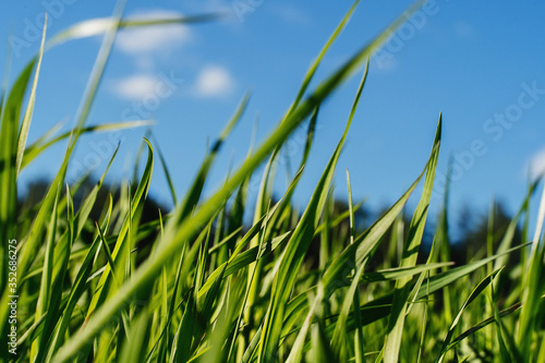 Ordinary grass in the middle of a wild garden against a blue sky.