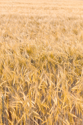 Beautiful wheat field in the sunset light. Golden ears during harvest. Autumn agriculture landscape. Schönes Getreidefeld. Goldene reife Getreide Ähren. Landwirtschaftliche Landschaft. © Lukas Bast