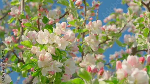 Beautiful Spring Apple tree flowers blossom, close up. Spring flowering apple tree on a background of blue sky at sunset. Spring orchard branches sway in the wind
