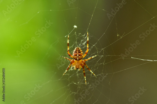 Crowned orb weaver on its web