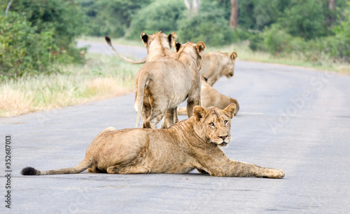 Lions forming a roadblock in the Kruger Park.