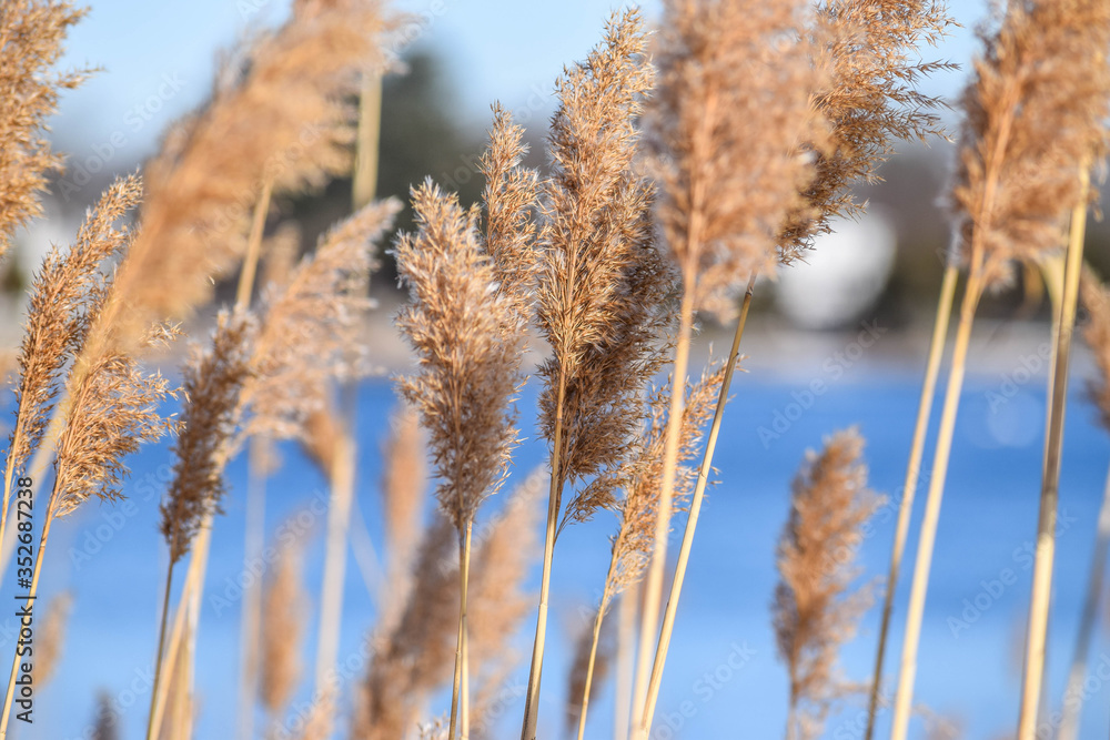 Fototapeta premium reeds in the snow