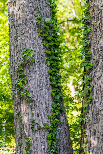 English Ivy on Tree Trunk