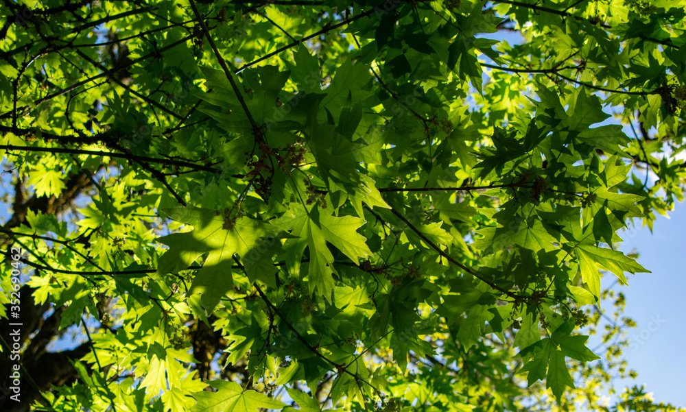 Looking up at new leaves on maple trees in a forest view, blue sky behind, vivid sun lighting up the leaves to a bright green. Looking up at new leaves on maple trees in a forest view, blue sky behind, vivid sun lighting up the leaves to a bright green.