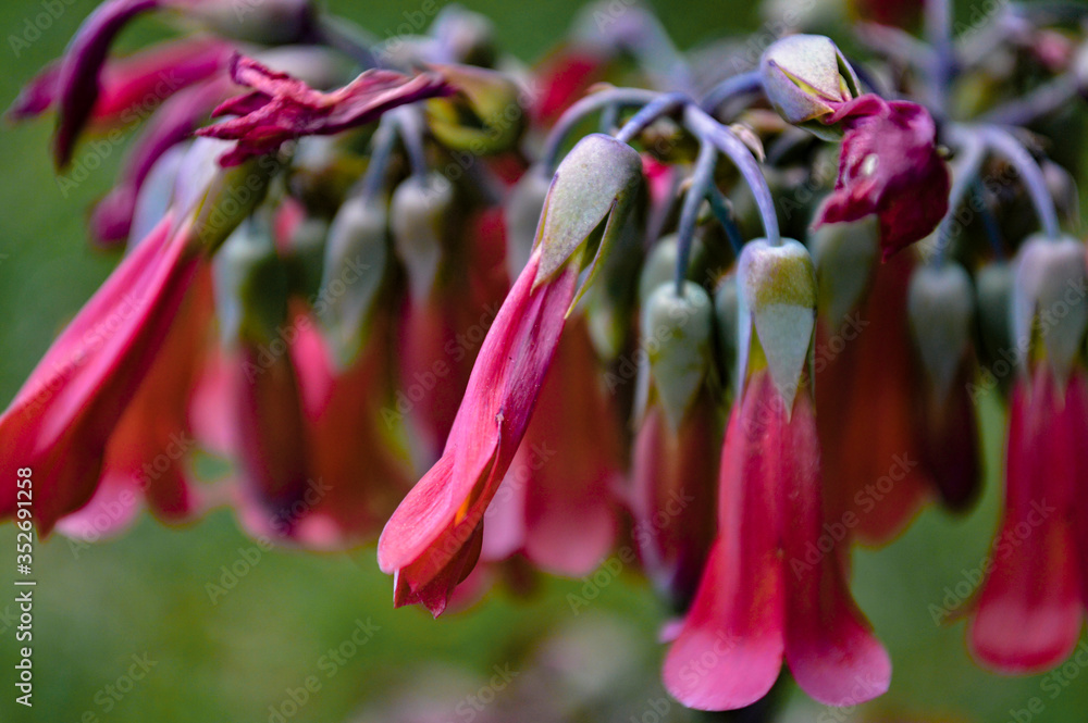 Obraz premium Flor Rosada