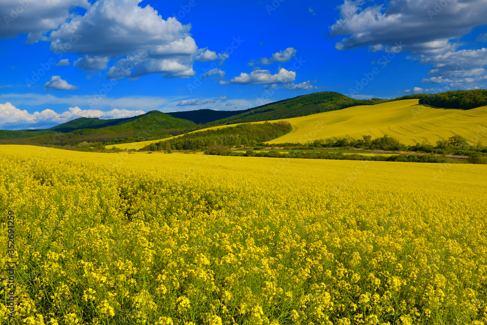 Rapeseed field, blue sky with a nice cloudscape and hills with forests. Spring landscape, vivid blue and yellow colors for backgrounds