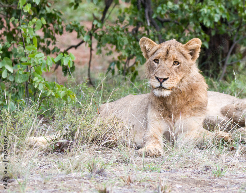 Adolescent male lion Kruger Park