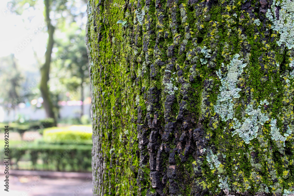 Fototapeta premium Green texture of a tree