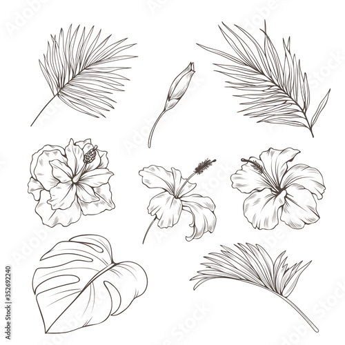 Hand drawn set with tropics leaves and hibiscus flowers. Vector botanical illustration.