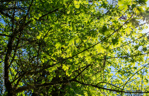 Looking up at new leaves on maple trees in a forest view, blue sky behind, vivid sun lighting up the leaves to a bright green. 