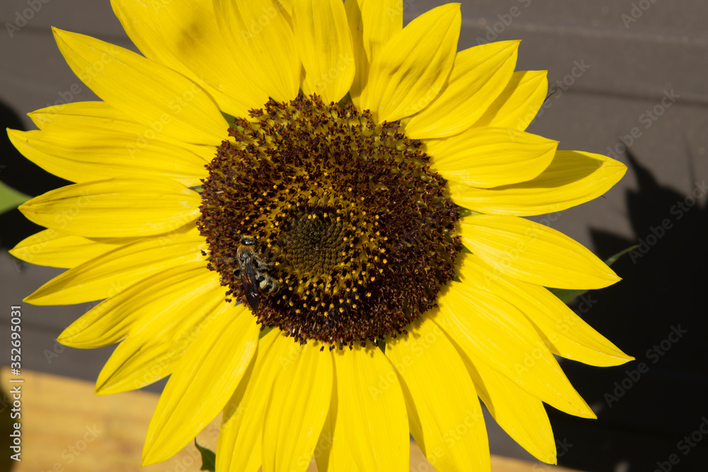 Fototapeta premium Sunflower in the country
