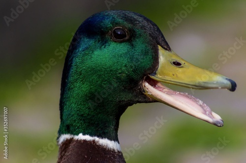 Leinwand Poster Close-up Of Male Mallard Duck With Mouth Open