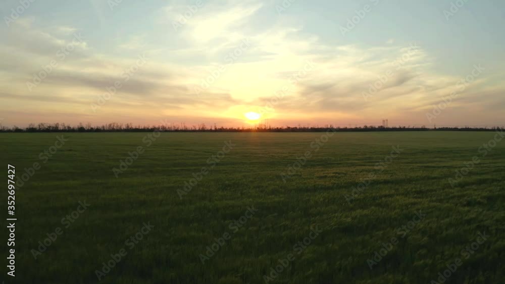 Beautiful view of wheat field at sunset. Drone video recording Beautiful view of wheat field at sunset. Drone video recording