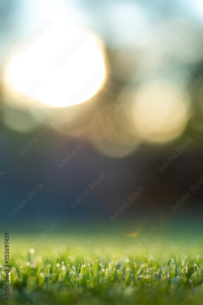 Obraz premium Green grass background in sunny day