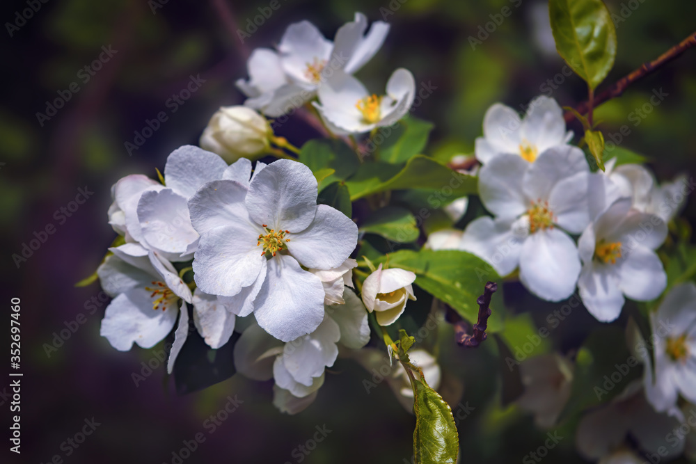 Fototapeta premium A branch with pink flowers of wild apple tree. Leaves, freshness.