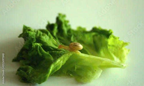 Little snail on a green salad leaf.