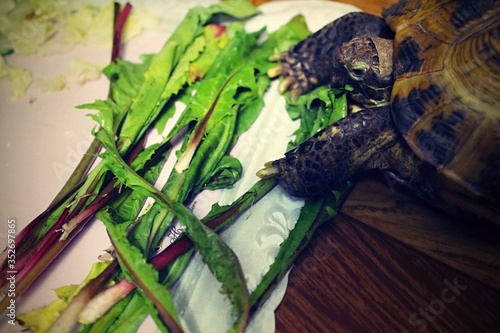 Land turtle eats green salat.