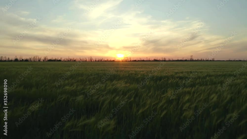 Beautiful view of wheat field at sunset. Drone video recording Beautiful view of wheat field at sunset. Drone video recording