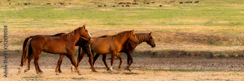 Three wild horses free in the wild