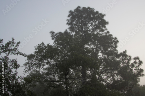 Foggy, misty morning in a north central Florida pine forest.