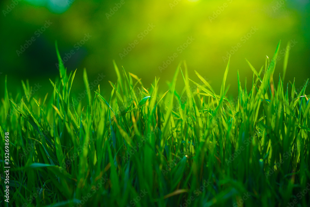 soft focus. green grass close-up. summer garden