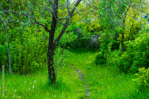 soft focus. green grass close-up. summer garden