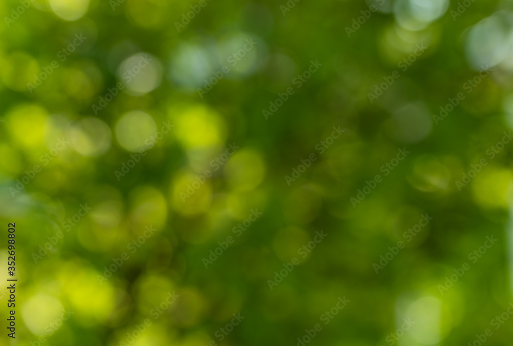 Obraz premium Green background. Botanical, ecology.