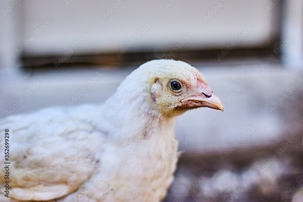 Obraz premium close up photo of baby chicken