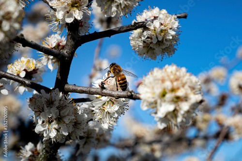 Abeille et fleur de cerisier

