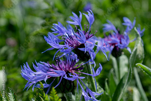 Centaurée des montagnes