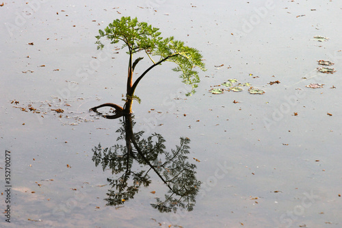 Fine-leaved water dropwort (Oenanthe aquatica), a young poisonous aquatic plant, with reflection in water photo