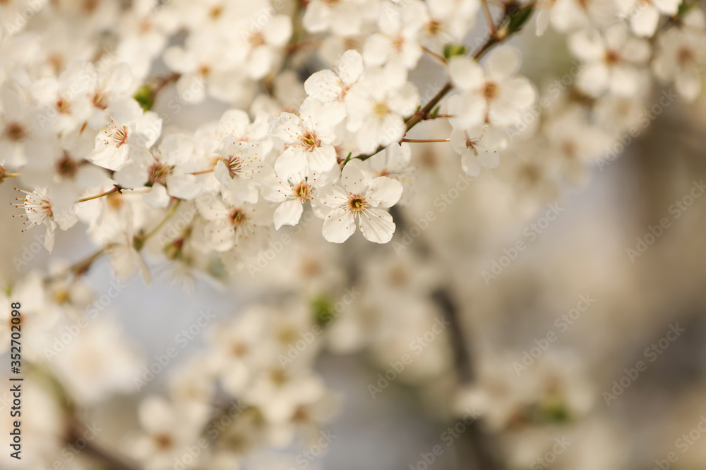 Closeup view of blossoming tree outdoors on spring day Closeup view of blossoming tree outdoors on spring day