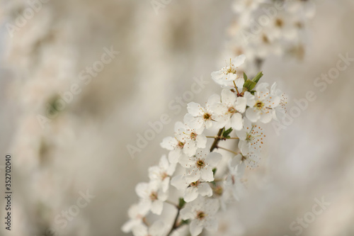 Closeup view of blossoming tree outdoors on spring day © New Africa