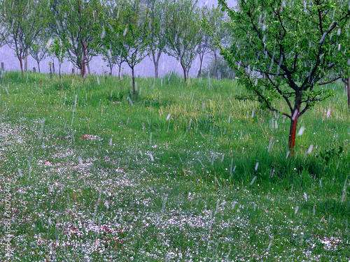 Hailstorm in an orchard