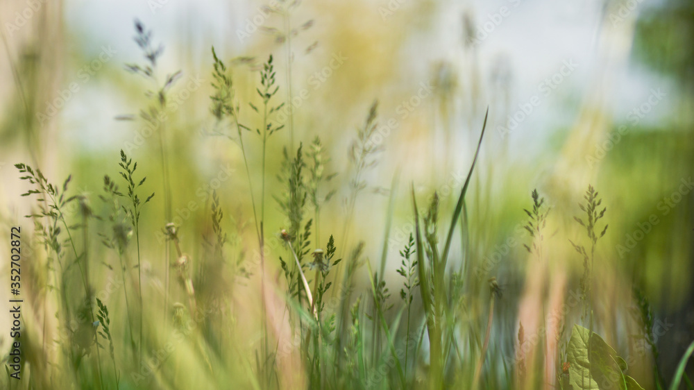 Soft focus nature abstract background of green grass at sunny meadow, blurred, selective focus.