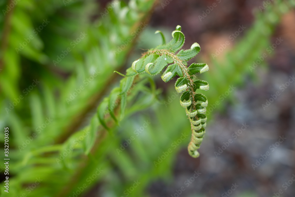 Closeup of a fern  unrolling its spore covered frond